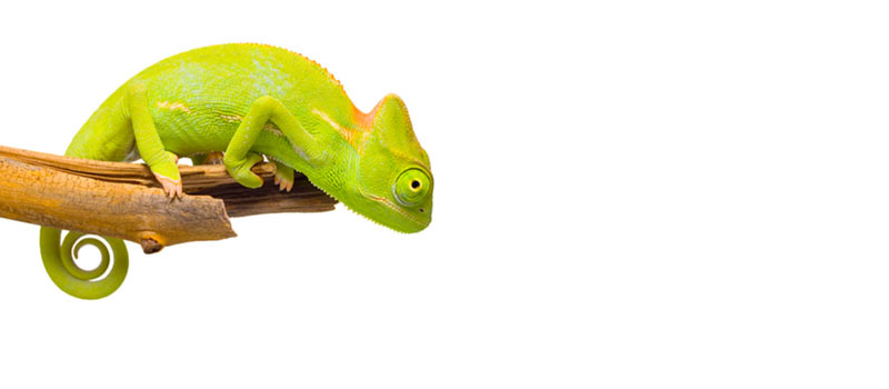 Green lizard on a branch